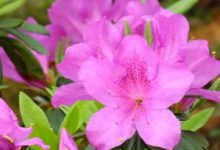 杜鹃的繁殖方法 - 识趣