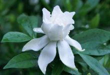 栀子花用什么土最好 - 识趣