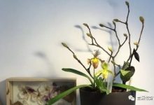 茶靡的花语和寓意,有什么传说故事 - 识趣