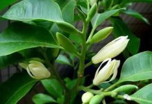 白兰花可以修剪吗 - 识趣