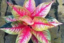 如意皇后叶子怎么变红 - 识趣