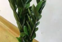 金钱树怎么养才茂盛 - 识趣