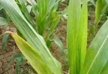 玉簪叶子发黄怎么办补救处理方法 黄叶枯萎的原因 - 识趣