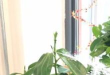 平安树叶子蔫了怎么办 - 识趣