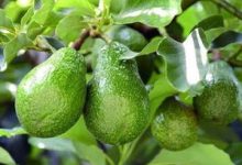 牛油果如何浇水,牛油果多久浇一次水 - 识趣