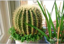 金虎仙人球怎样养护 - 识趣