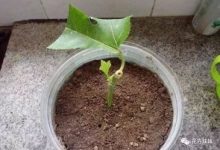 西番莲怎样扦插 - 识趣