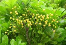 米兰花常见病害防治方法 - 识趣