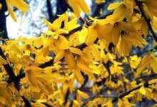 伏牛山连翘 - 识趣