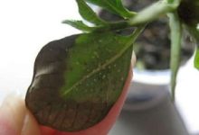 虞美人上长虫子怎么办 常见虫害的防治清除方法 - 识趣