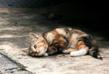 猫咪挤肛门腺的正确方法 - 识趣