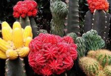 绯牡丹植株腐烂怎么办 - 识趣