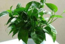 卧室最适合养这“3种”花,除菌去螨虫,入睡更健康! - 识趣