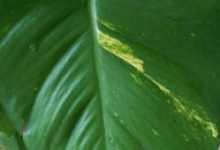 为什么绿萝叶子上有洞 - 识趣