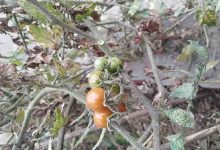 番茄结果期施什么肥好,如何施肥 - 识趣