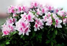 冬季怎么养护杜鹃花 光照温度浇水施肥适宜整形修剪 - 识趣