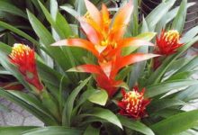 红运当头花的养殖方法和注意事项 - 识趣