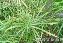 棕竹病害及防治方法 - 识趣