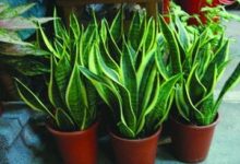 你还在花钱买吊兰吗?别人都用这方法扦插,不花一分钱 - 识趣