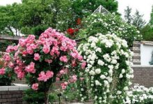 蔷薇花冬天掉叶子是怎么回事 - 识趣