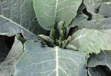 过磷酸钙适合哪些植物，怎么用最好 - 识趣