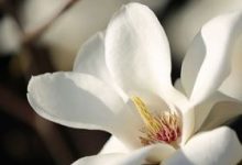 盆栽白玉兰不开花怎么办? - 识趣