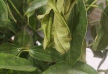 平安树叶子干枯是怎么回事 - 识趣