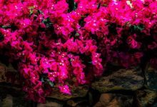 三角梅的花语是什么 热情坚韧不拔没有真爱的悲伤 - 识趣