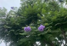 蓝花楹什么时候开花,怎么修剪最好看 - 识趣