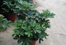 这6种花最“吸毒”,养一盆让你更健康! - 识趣