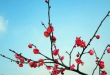 种植梅花怎么浇水 见干见湿不干不浇浇就浇透 - 识趣