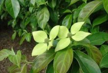 峨眉四照花的养殖方法 - 识趣