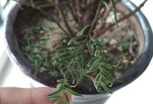 红豆杉叶子干枯怎么办 - 识趣