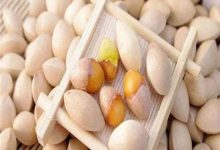 银杏果什么时候成熟,银杏果的作用 - 识趣