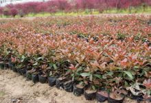 红叶石楠的主要价值 - 识趣