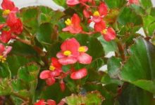 四季海棠不开花应该怎么办 - 识趣
