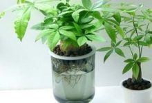 发财树怎么水培 选树杀菌后放入水培定植篮固定即可 - 识趣