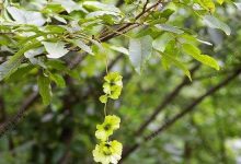 青钱柳的功效与作用有哪些 青钱柳有什么功效 - 识趣