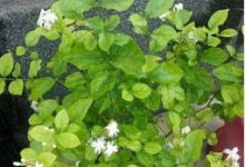 绿萝吊兰老发黄,3招让它绿得发亮! - 识趣