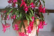 蟹爪兰能晒太阳么,晒伤怎么办 - 识趣