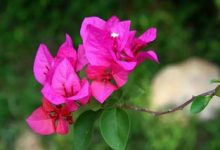 三角梅冬天落叶吗 - 识趣