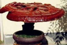 灵芝盆栽养殖方法,家中放灵芝盆景好不好 - 识趣