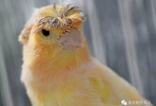 金丝雀是候鸟吗 - 识趣