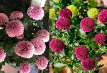 乒乓菊的盆栽养殖方法 - 识趣