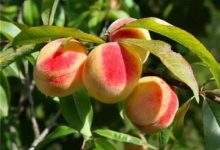 孕妇吃桃子会滑胎吗 吃桃子对胎儿有什么好处 - 识趣