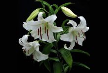 百合花的繁殖方法 - 识趣