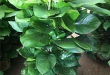 绿萝也能养成贵妇范,1盆美翻你的家! - 识趣