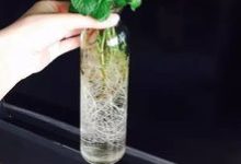 怎么让薄荷生根,水培生根后怎么养 - 识趣