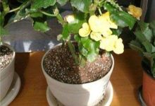 丽格海棠的扦插技巧 - 识趣