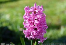 风信子和葡萄风信子有什么区别 - 识趣